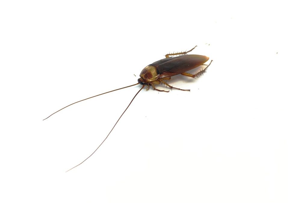 Cockroach on white surface