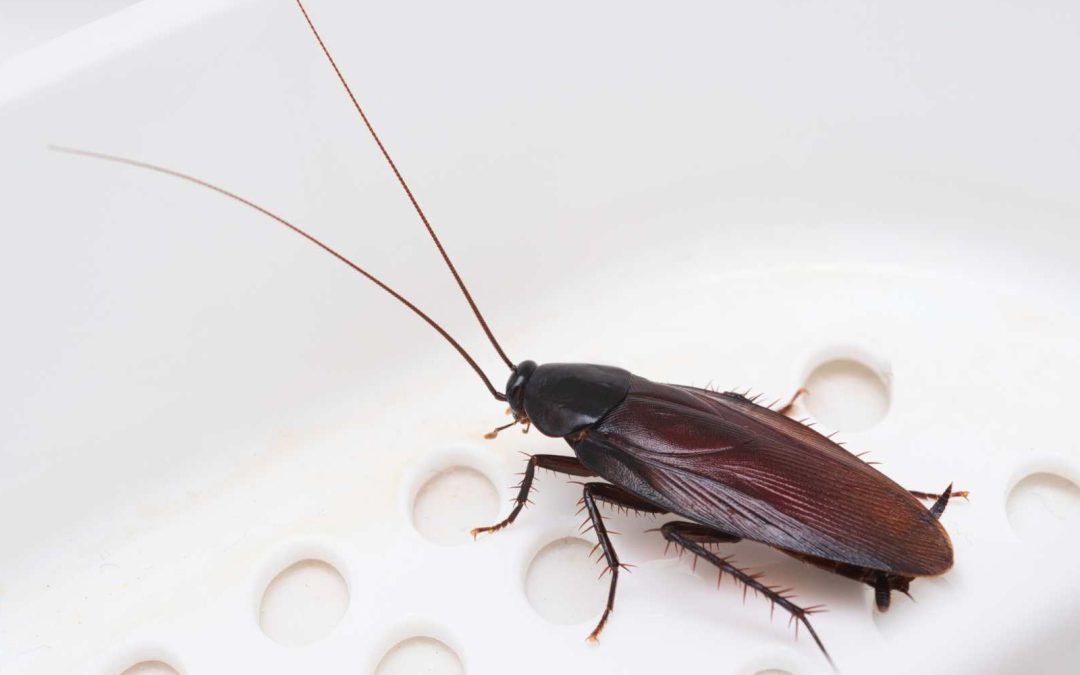 Essential Steps to Take Before Pest Control Arrives