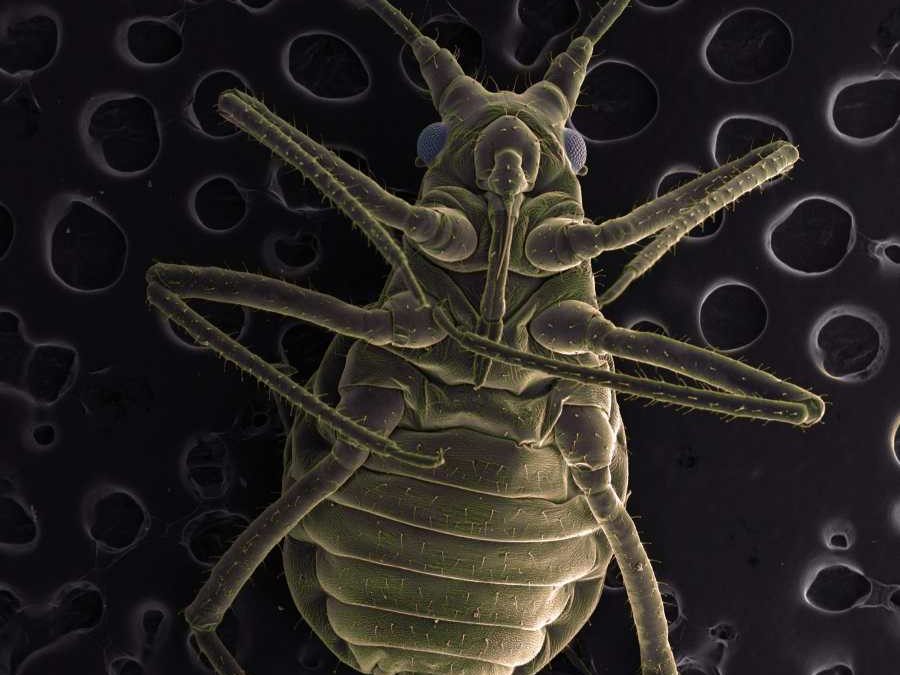 The Cost of Waiting: How Does Delayed Pest Control Damage Heritage Properties?